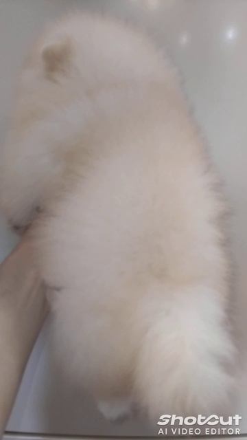 Померанский шпиц кремовый мальчик