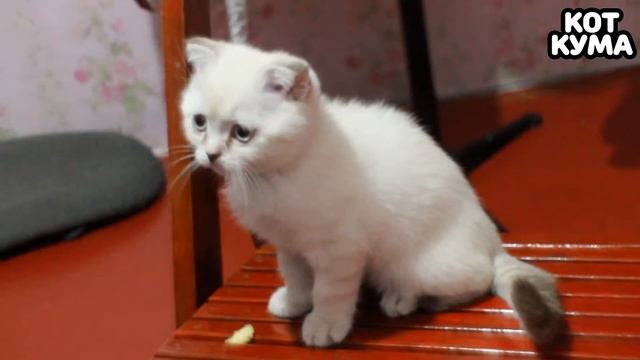 КОТ КУМА 1 Сезон 12 Серия КУМА ТАНЦУЕТ смотреть онлайн