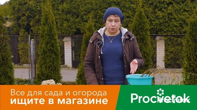 КАКИЕ КУСТАРНИКИ ОБРЕЗАТЬ ВЕСНОЙ, А КАКИЕ НЕ ТРОГАТЬ? А из обрезанных веток заготовим черенки! смотреть онлайн