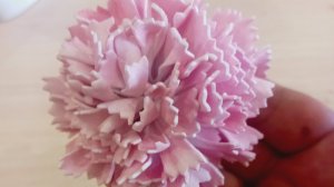 Гвоздика с красным краем из фоамирана своими руками