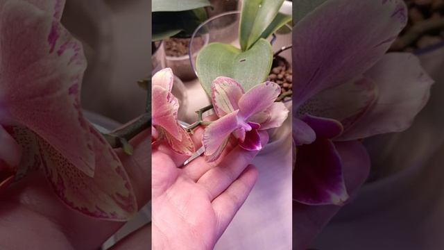 моя красавица орхидея цветет с нового года 😍и не собирается даиамфиииарь 😍#орхидеи #фаленопсис смотреть онлайн