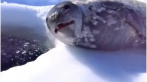Тюлень матерится на протяжении часа