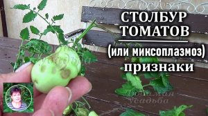 Столбур томатов или миксоплазмоз Что это, признаки, что делать