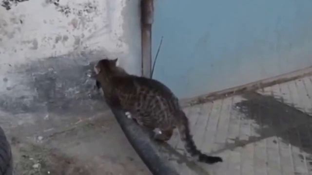 УЛЕТНЫЕ ПРИКОЛЫ [ВЫПУСК 4] смотреть онлайн