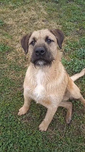 Прикольные видео от @OLGA_LED #funnyvideo #youtube #приколы # shorts #жизньвдеревне смотреть онлайн