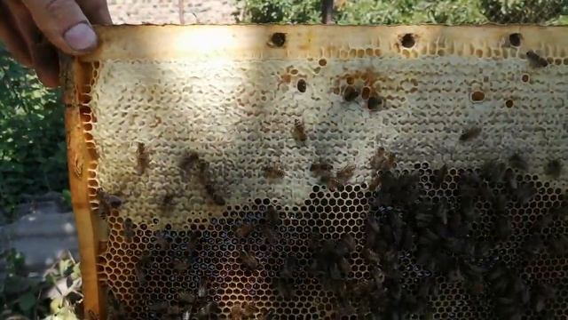 посмотрим принесли пчёлы мёда для откачки