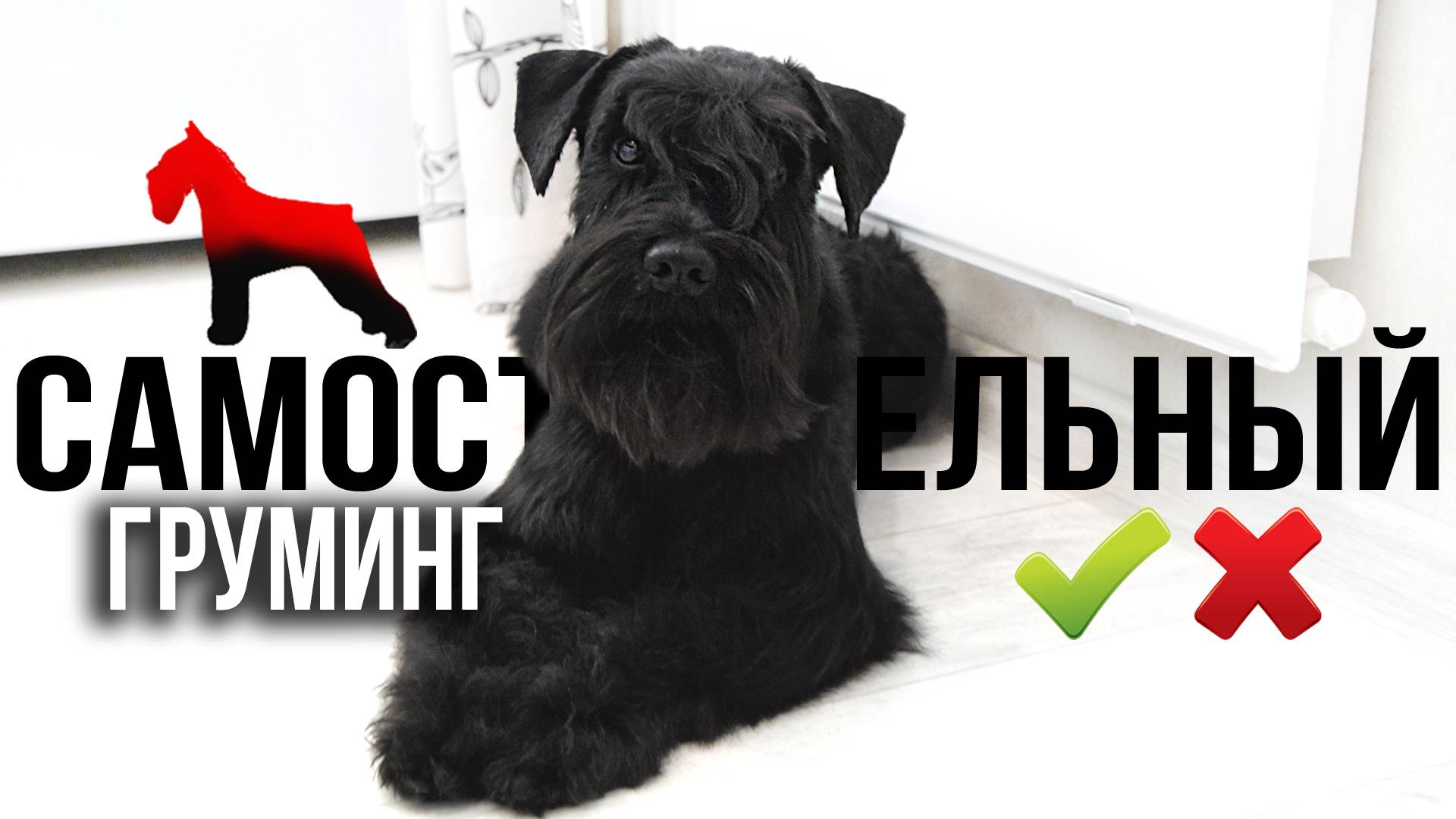 Самостоятельный Груминг. За или Против?