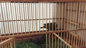 выкормыши черного растут🤗😌