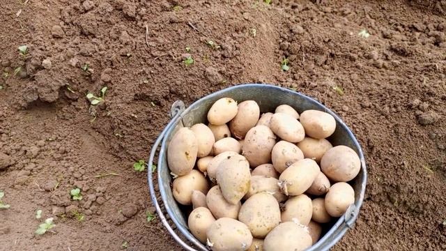 Как правильно сажать картофель, чтобы был большой урожай! Новый способ посадки картофеля смотреть онлайн