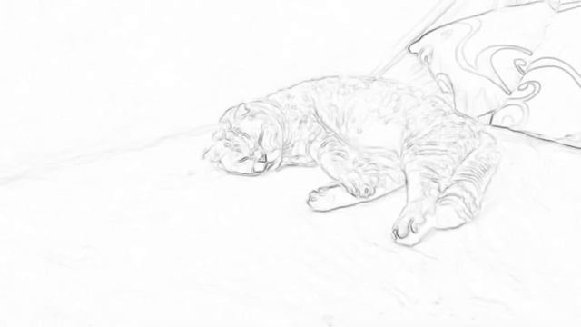 Спящий котик смотреть онлайн