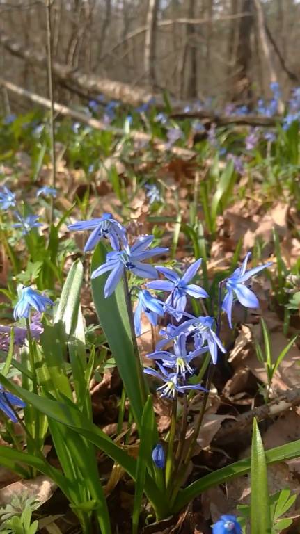 первоцветы - весеннее вдохновение