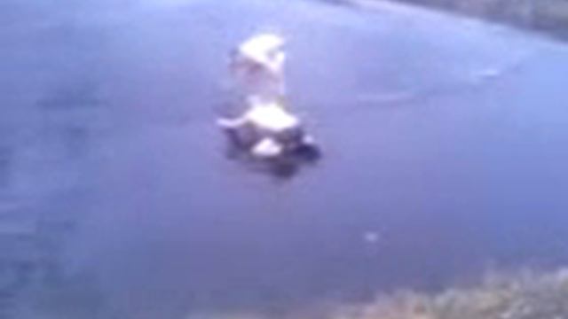 самый смешной прикол! смотреть онлайн