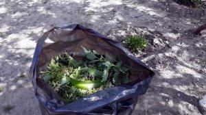 Самая бюджетная подкормка для растений!