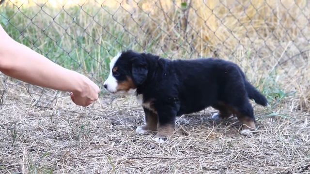GOLDAWARD kennel. щенки бернского зенненхунда смотреть онлайн