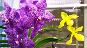 Домашние цветение орхидей. Дендробиум anosmum, фаленопсис Ever Spring Prince Star и другие орхидеи.