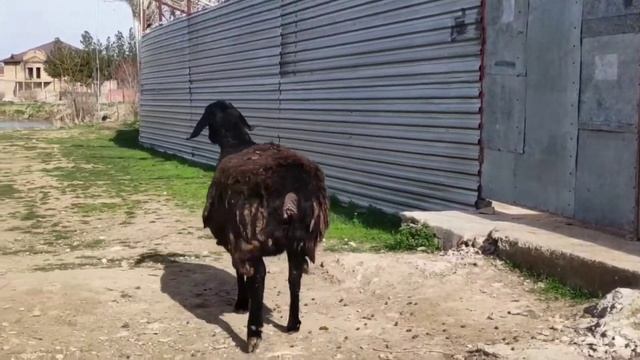 Буаз койлар сатылады 1 тумасы ☎️ 946687779