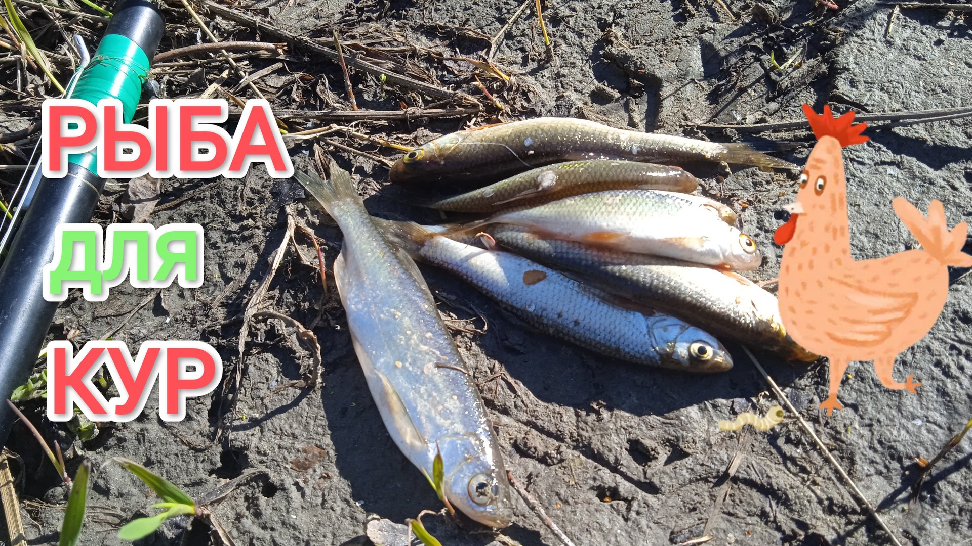 Куры-несушки Зачем курам-несушкам давать рыбу смотреть онлайн