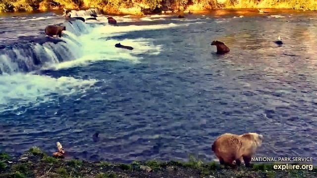 Медведи Катмай. Аляска - Katmai bears. Alaska. смотреть онлайн