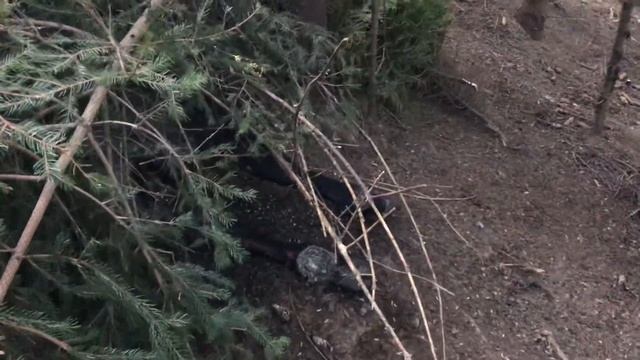 Як карпатські ведмеді ховають свою здобич. смотреть онлайн
