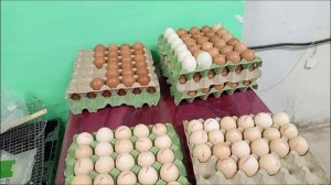 Итоги инкубации за неделю. Что вывелось, какие яйца заложили, процент неоплода и другая важная инфа