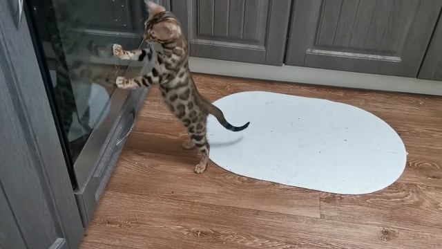 Багира и Толстый экшн😂🤣😂 смотреть онлайн