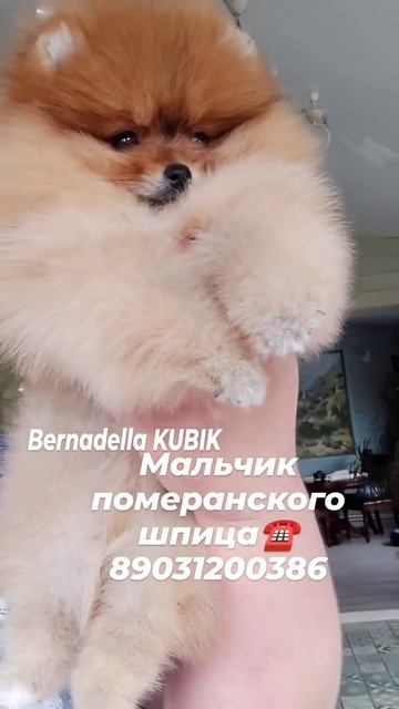 померанский шпиц наш инстаграм телеграмм канал (bernadaella) смотреть онлайн