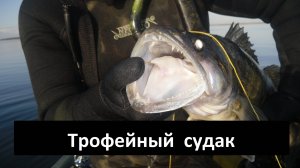Трофейный судак