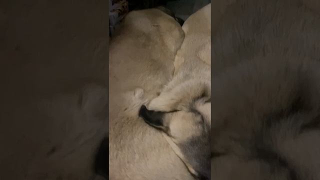 Коня и Локи. И загривок 😅 Наши кангалы.Собаки.Приколы. Смешные видео про животных.Кангал и человек смотреть онлайн