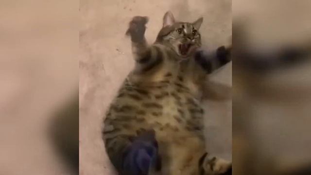 СМЕШНЫЕ ВИДЕО 2020😛🤪/ АПРЕЛЬ/ RUSSIAN UNUSUAL MEMES #11 смотреть онлайн