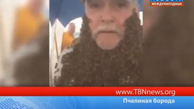 Пчелиная борода смотреть онлайн