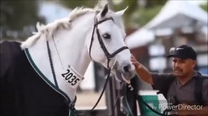 Клип: конный спорт