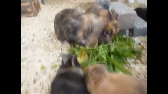 Забавные милые кролики играются смотреть онлайн