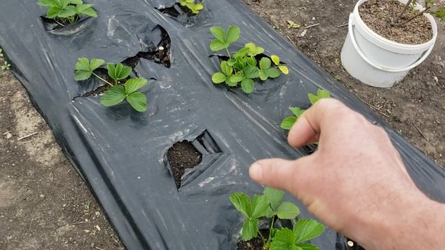 Обработка клубники от вредителей во время цветения. смотреть онлайн