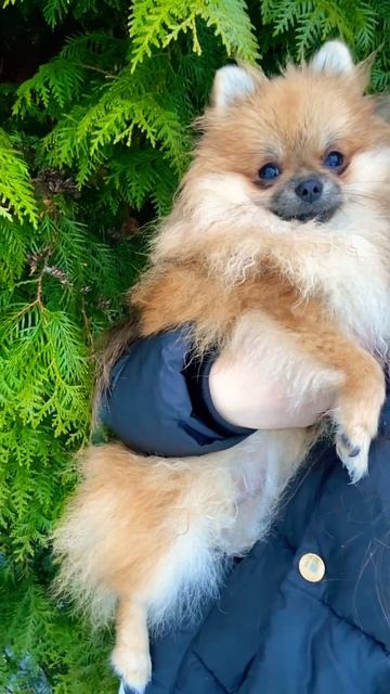Наше доброе утро #shorts#dog#заводчики#шпиц#рекомендации#комментарии#любимые#утро#рыжаялюбовь смотреть онлайн
