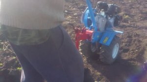 Сажаем фасоль с помощью мотоблока...