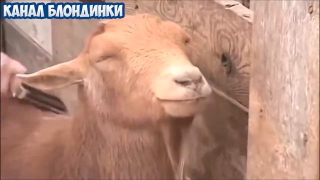 ПРИКОЛ №43 Лучшие приколы 2016 Ржака до усрачки смотреть онлайн