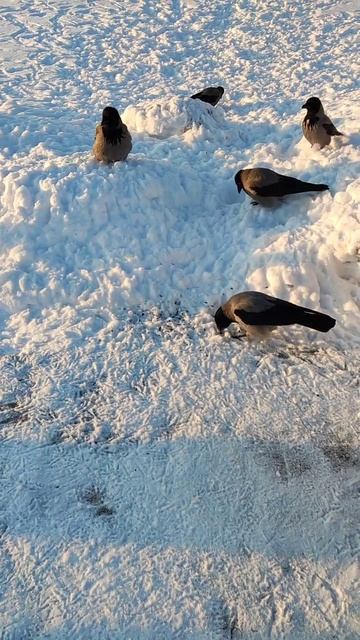 Вороны зимой смотреть онлайн