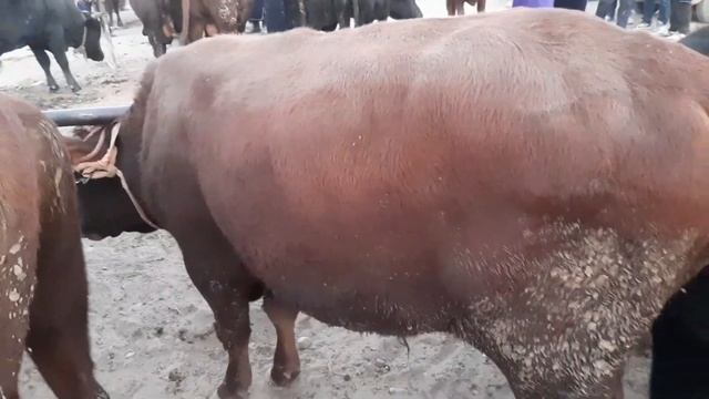 BUXORO ROMETAN QO'RG'ON MOL BOZOR. БУХОРО РОМИТАН КУРГОН МОЛ БОЗОР. 5 ноября 2020 г.