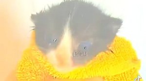 Очень громкий мем