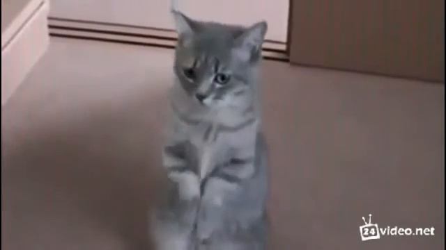 Кот просит прощения. НЯШНЫЙ КОТИК смотреть онлайн