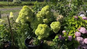 Гортензия BEE GREEN & БИ ГРИН  23.07.2024