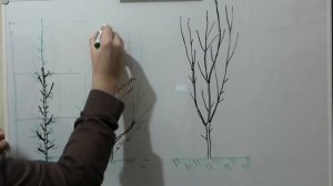 Как ОБРЕЗАТЬ колоновидные деревья. Формировка КОЛОНОВИДНЫХ ЯБЛОНЬ.