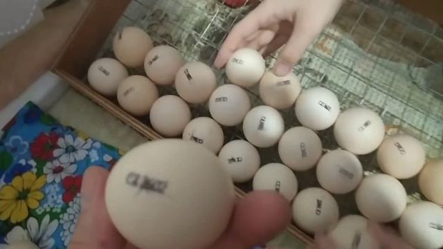 Вывод цыплят от А до Я: как я получаю от 85% вывода в обычном инкубаторе смотреть онлайн