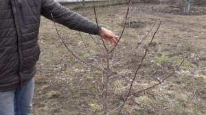 ФОРМИРОВКА ОБРЕЗКА МОЛОДОЙ ЯБЛОНИ ВЕСНОЙ