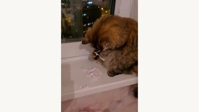 ГРЭЙС - УНИЧТОЖИТЕЛЬ БУМАГИ!!! смотреть онлайн