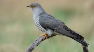 Кукушка Кукует. Звуки Кукушки. Пение Кукушки. Какие Звуки Издает Кукушка. Голос Кукушки