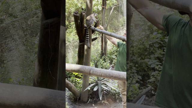 Что у лемуров на обед? смотреть онлайн