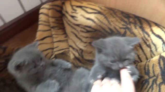 британские котята.ульяновск смотреть онлайн
