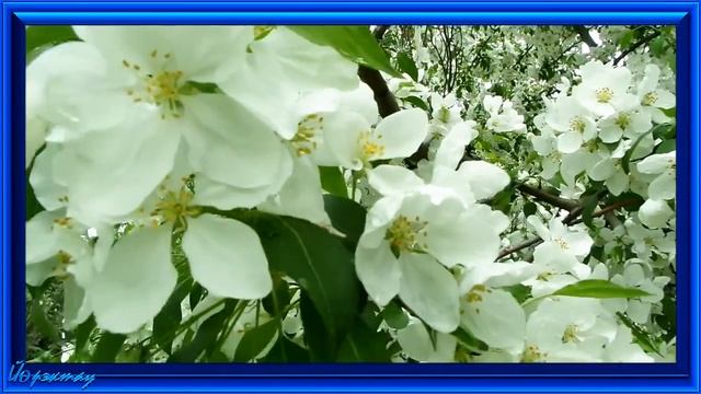 ЙөрәкТау! ЯЗ - 2017 ! ❁ܓ.... смотреть онлайн