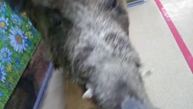 кабан иноске в реал лайф смотреть онлайн